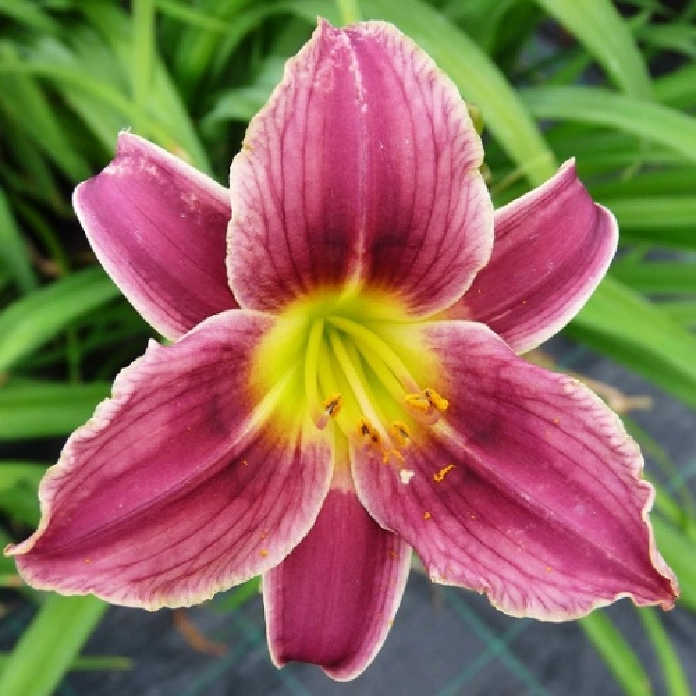 Hemerocallis / Viendienė LITTLE MISSY