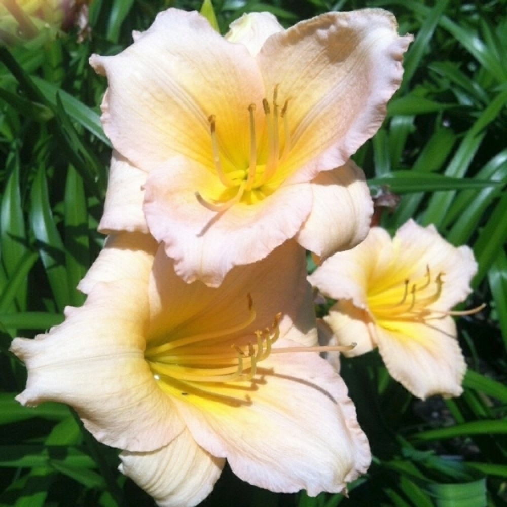 Hemerocallis / Viendienė MINI PEARL