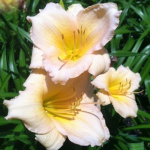 Hemerocallis / Viendienė MINI PEARL