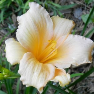 Hemerocallis / Viendienė MINI PEARL