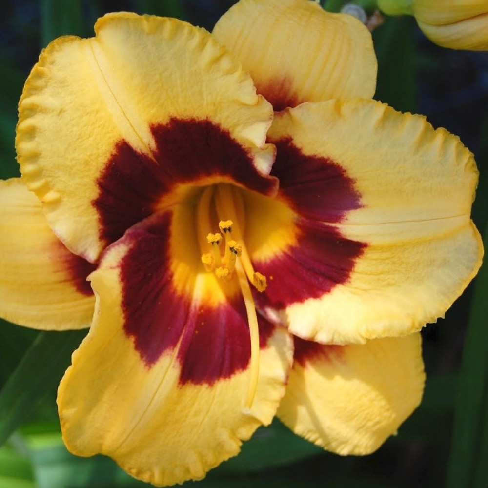 Hemerocallis / Viendienė BLACKBERRY SHERBET