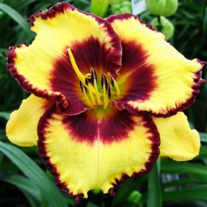 Hemerocallis / Viendienė CALICO JACK