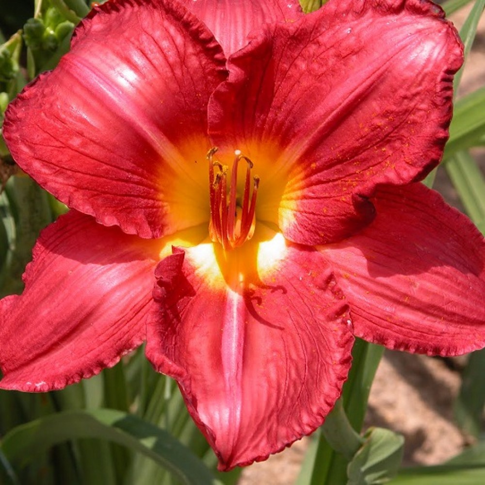 Hemerocallis / Viendienė CHARLES JOHNSTON
