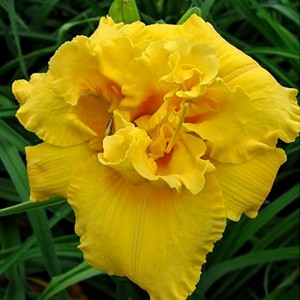 Hemerocallis / Viendienė EGG YOLK