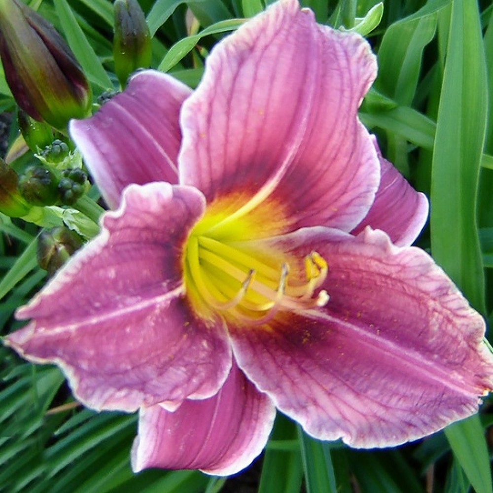 Hemerocallis / Viendienė LITTLE MISSY