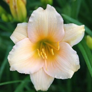 Hemerocallis / Viendienė MINI PEARL