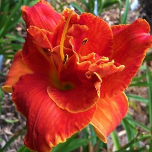 Hemerocallis / Viendienė MOSES' FIRE