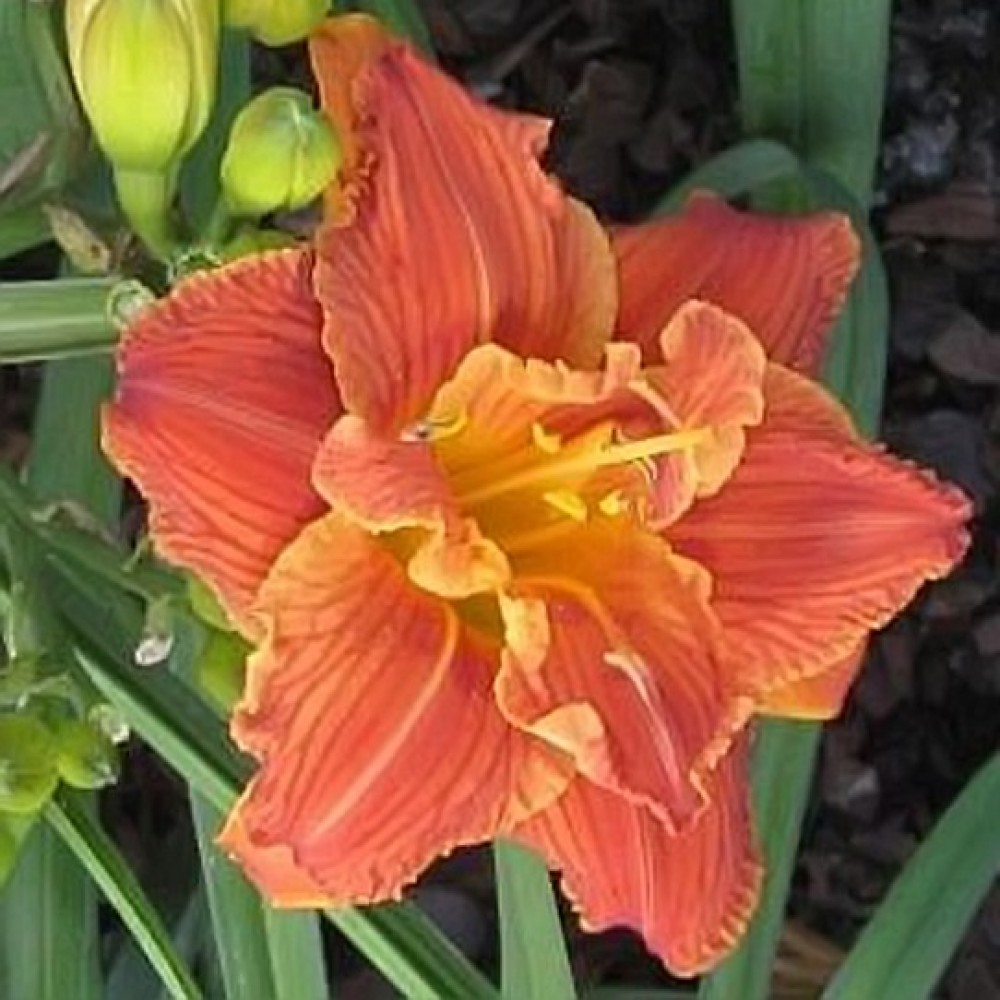 Hemerocallis / Viendienė PAPRIKA FLAME