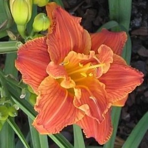 Hemerocallis / Viendienė PAPRIKA FLAME