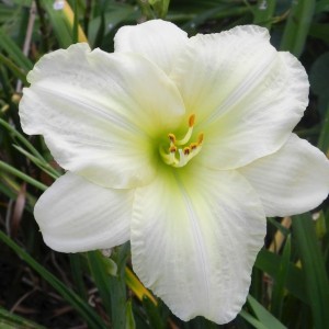 Hemerocallis / Viendienė WHITE TEMPTATION