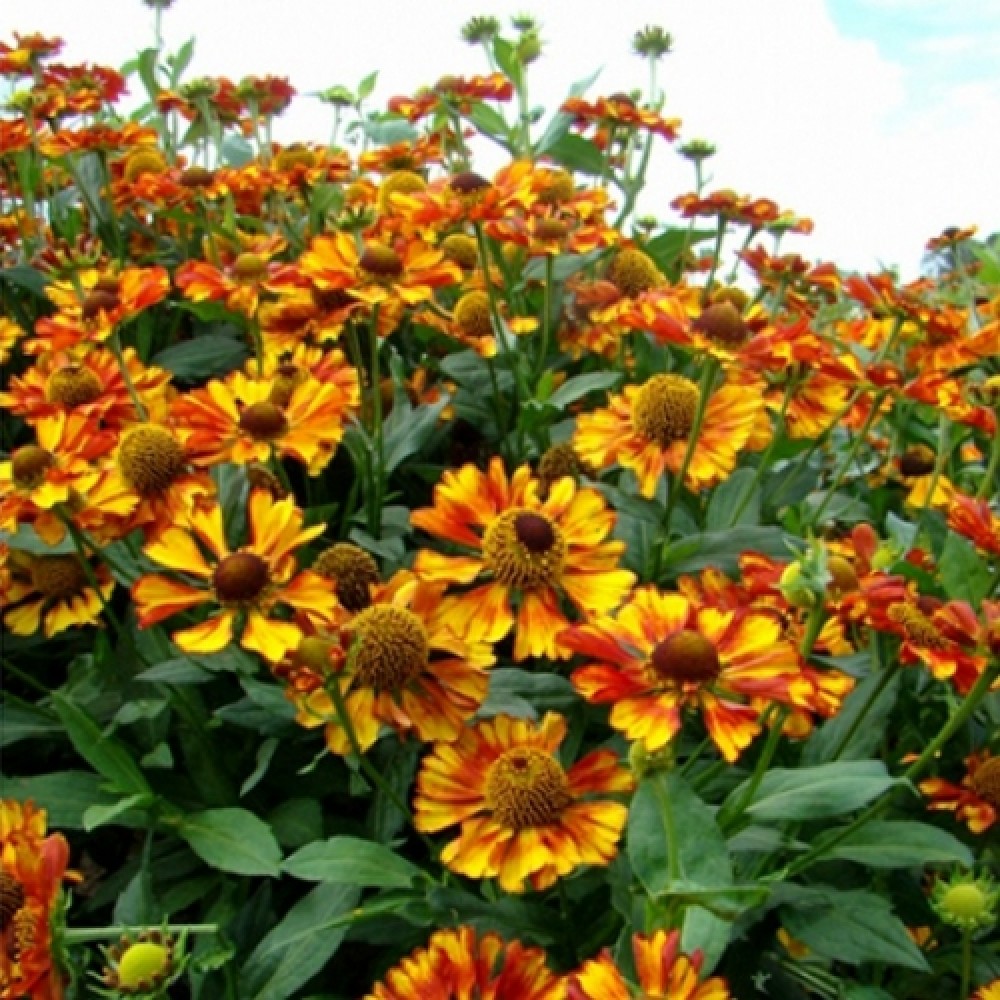 Helenium / Saulainė CAN CAN