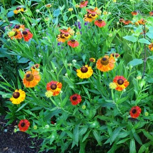 Helenium / Saulainė BIEDERMEIER