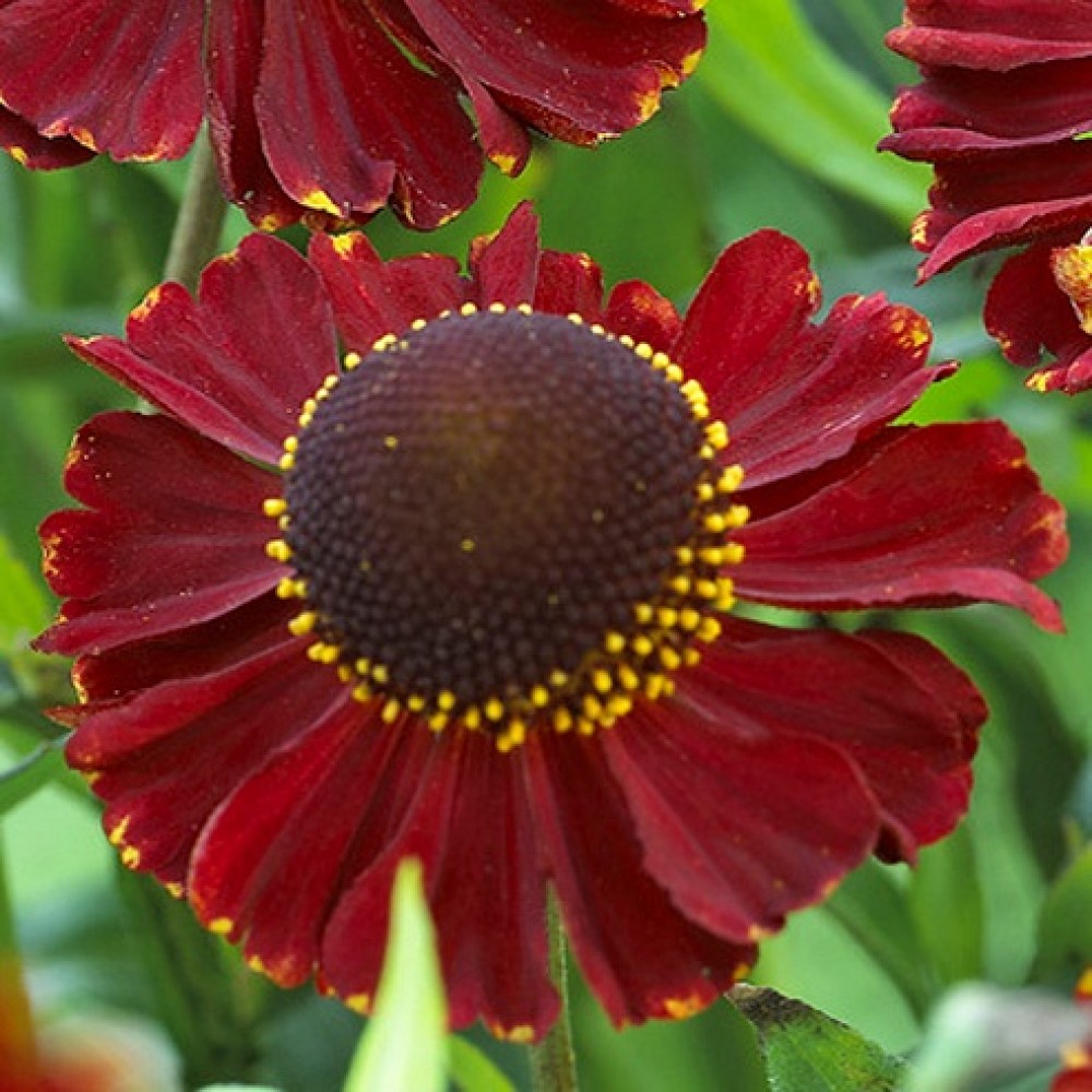 Helenium / Saulainė RUBY TUESDAY