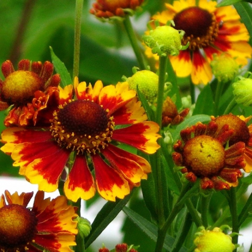 Helenium / Saulainė BIEDERMEIER