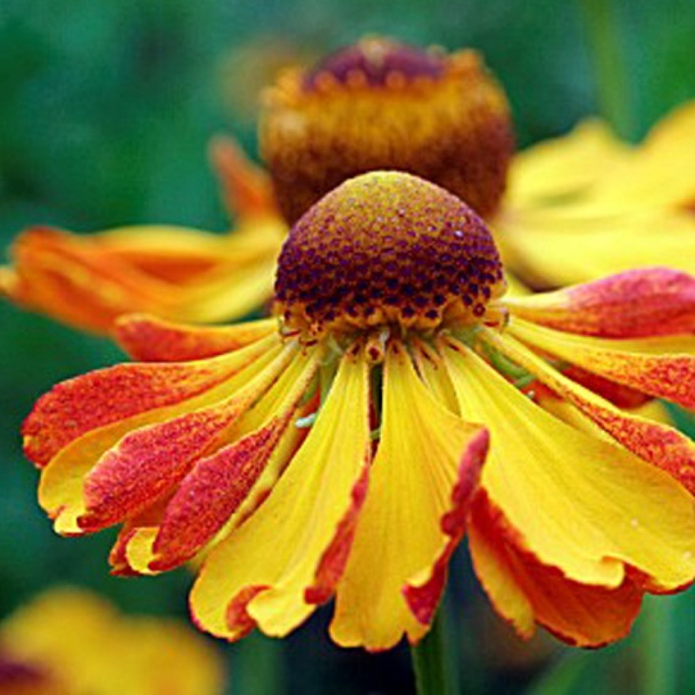 Helenium / Saulainė CAN CAN