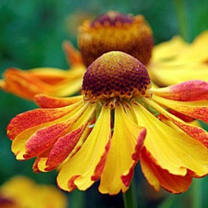 Helenium / Saulainė CAN CAN