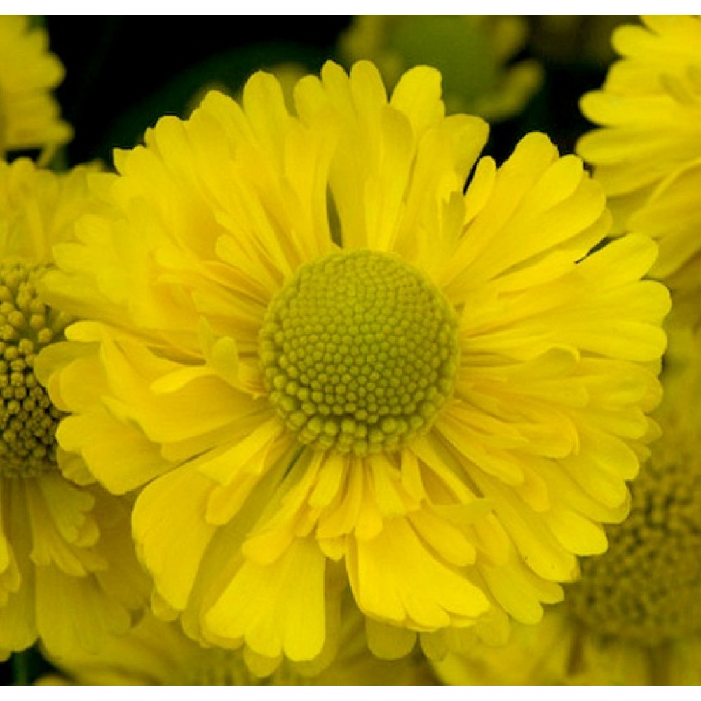 Helenium / Saulainė DOUBLE TROUBLE