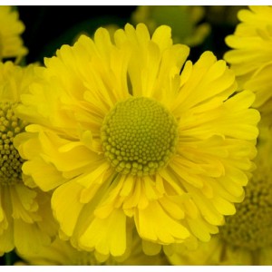 Helenium / Saulainė DOUBLE TROUBLE