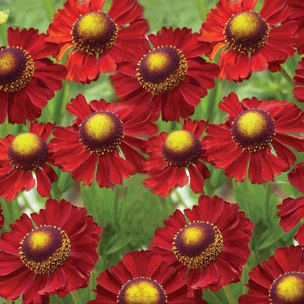 Helenium / Saulainė RUBY TUESDAY