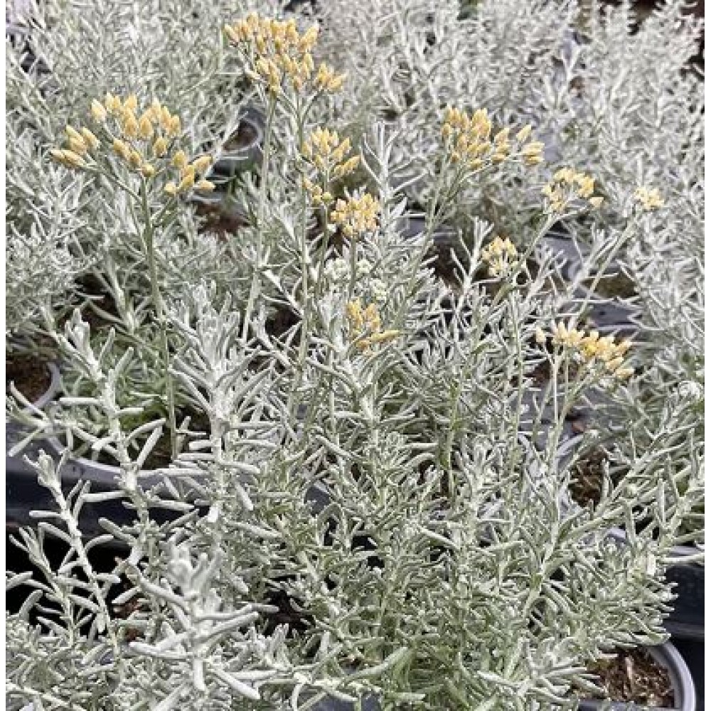 Helichrysum / Šlamutis DWARF CURRY