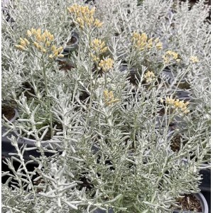 Helichrysum / Šlamutis DWARF CURRY