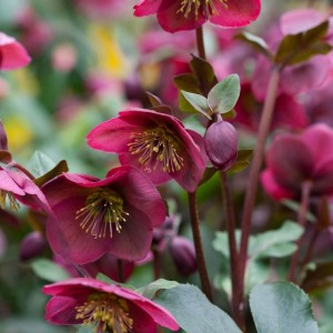 Helleborus / Eleboras ANNA'S RED