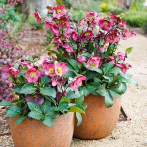 Helleborus / Eleboras ANNA'S RED