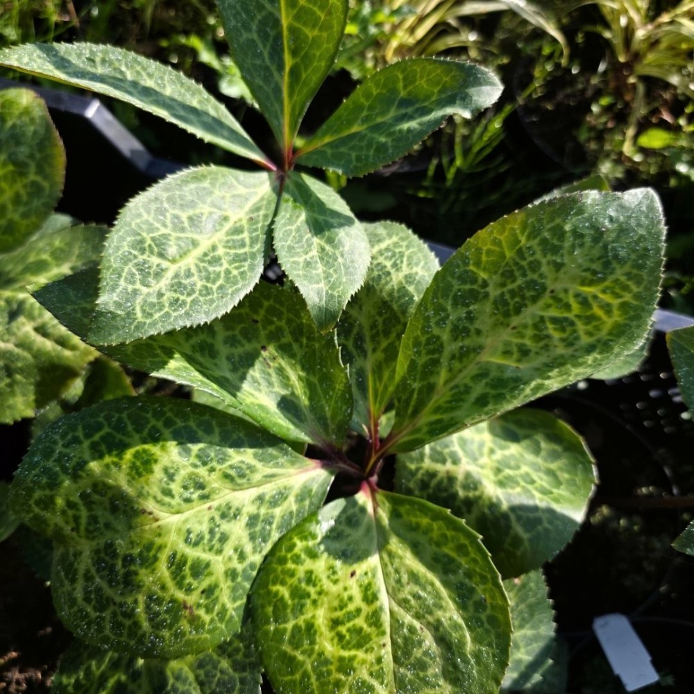 Helleborus / Eleboras ANNA'S RED