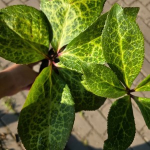 Helleborus / Eleboras ANNA'S RED