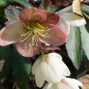 Helleborus / Eleboras CANDY LOVE 