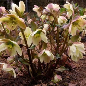 Helleborus / Eleboras CANDY LOVE 
