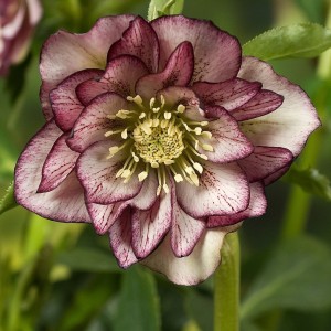 Helleborus / Eleboras DOUBLE ELLEN PICOTEE