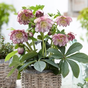 Helleborus / Eleboras DOUBLE ELLEN PICOTEE