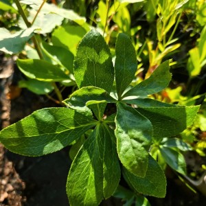 Helleborus / Eleboras DOUBLE ELLEN PICOTEE