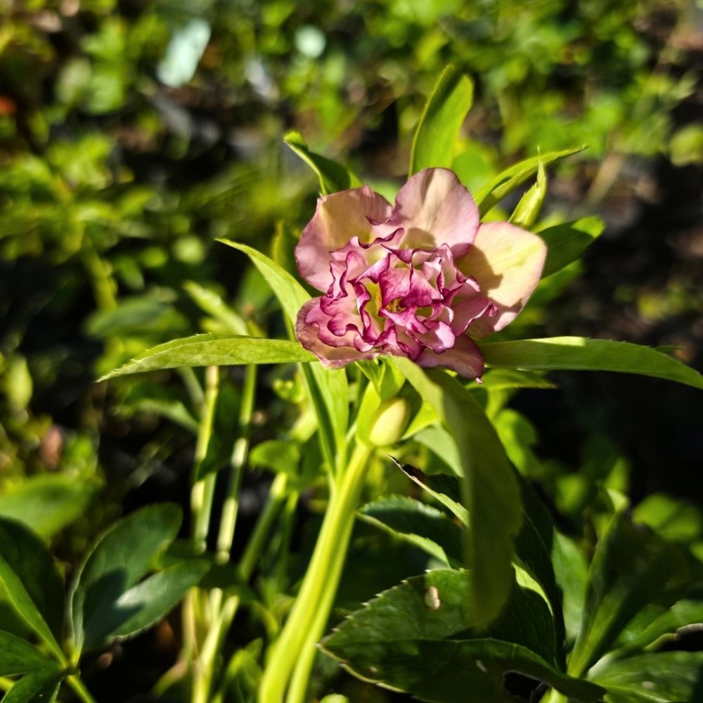 Helleborus / Eleboras DOUBLE ELLEN PICOTEE