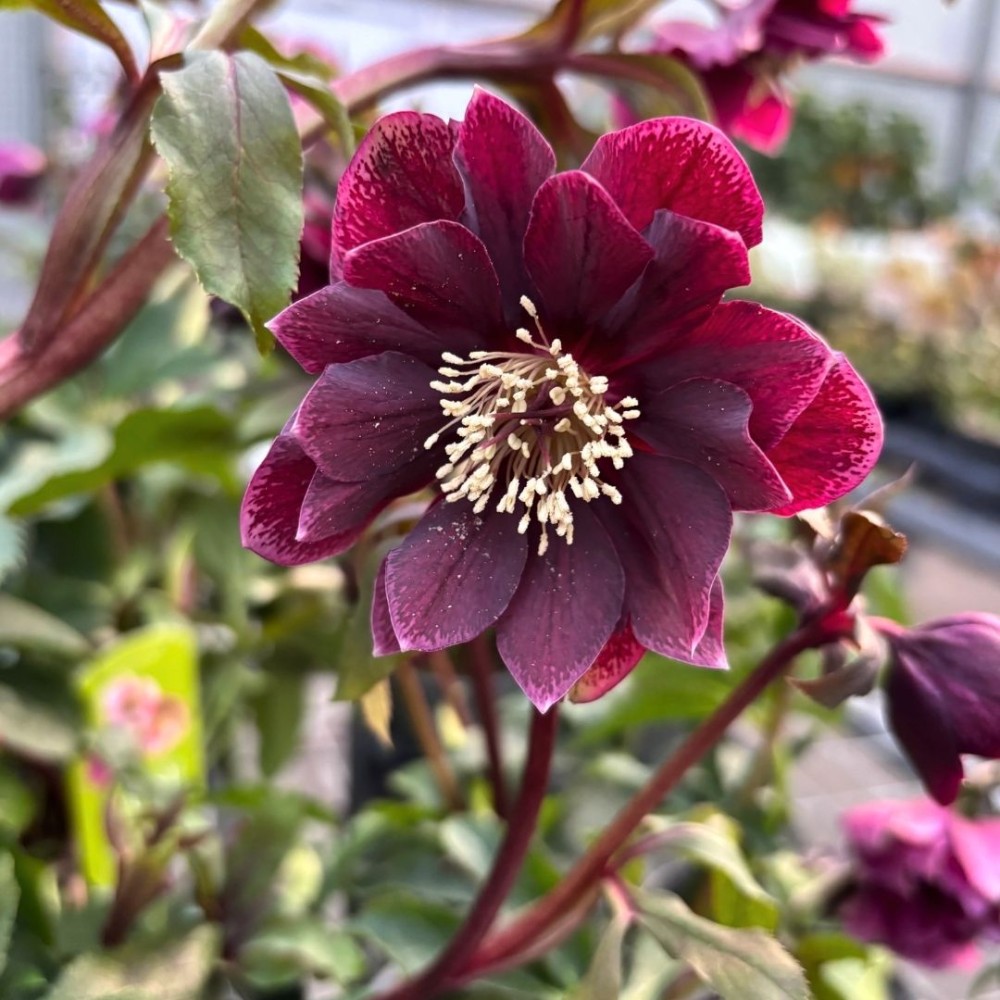 Helleborus / Eleboras DOUBLE ELLEN RED