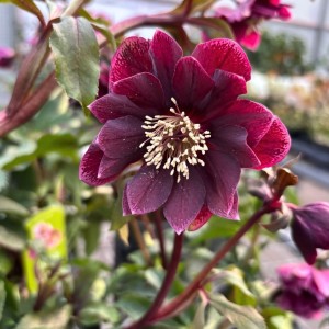 Helleborus / Eleboras DOUBLE ELLEN RED