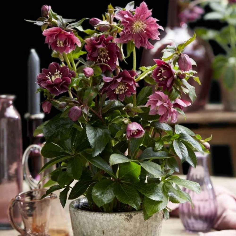 Helleborus / Eleboras DOUBLE ELLEN RED