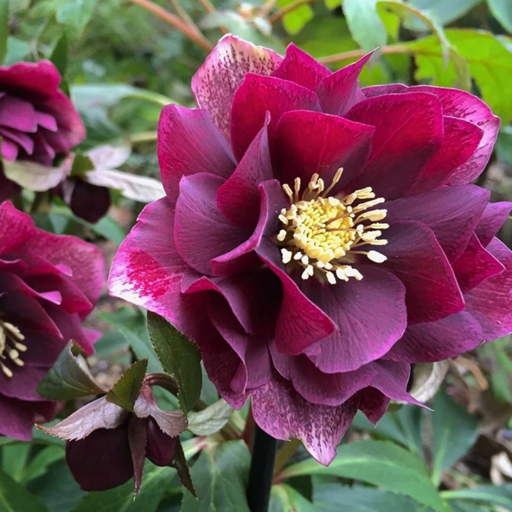 Helleborus / Eleboras DOUBLE ELLEN RED