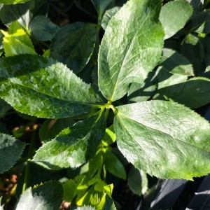 Helleborus / Eleboras DOUBLE ELLEN RED