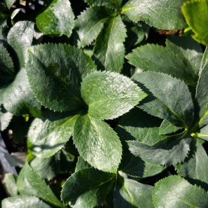 Helleborus / Eleboras DOUBLE ELLEN RED