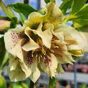 Helleborus / Eleboras DOUBLE ELLEN YELLOW SPOTTED