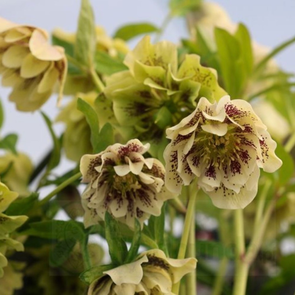 Helleborus / Eleboras DOUBLE ELLEN YELLOW SPOTTED