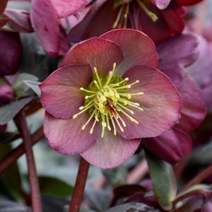 Helleborus / Eleboras FROSTKISS DANA'S DULCET