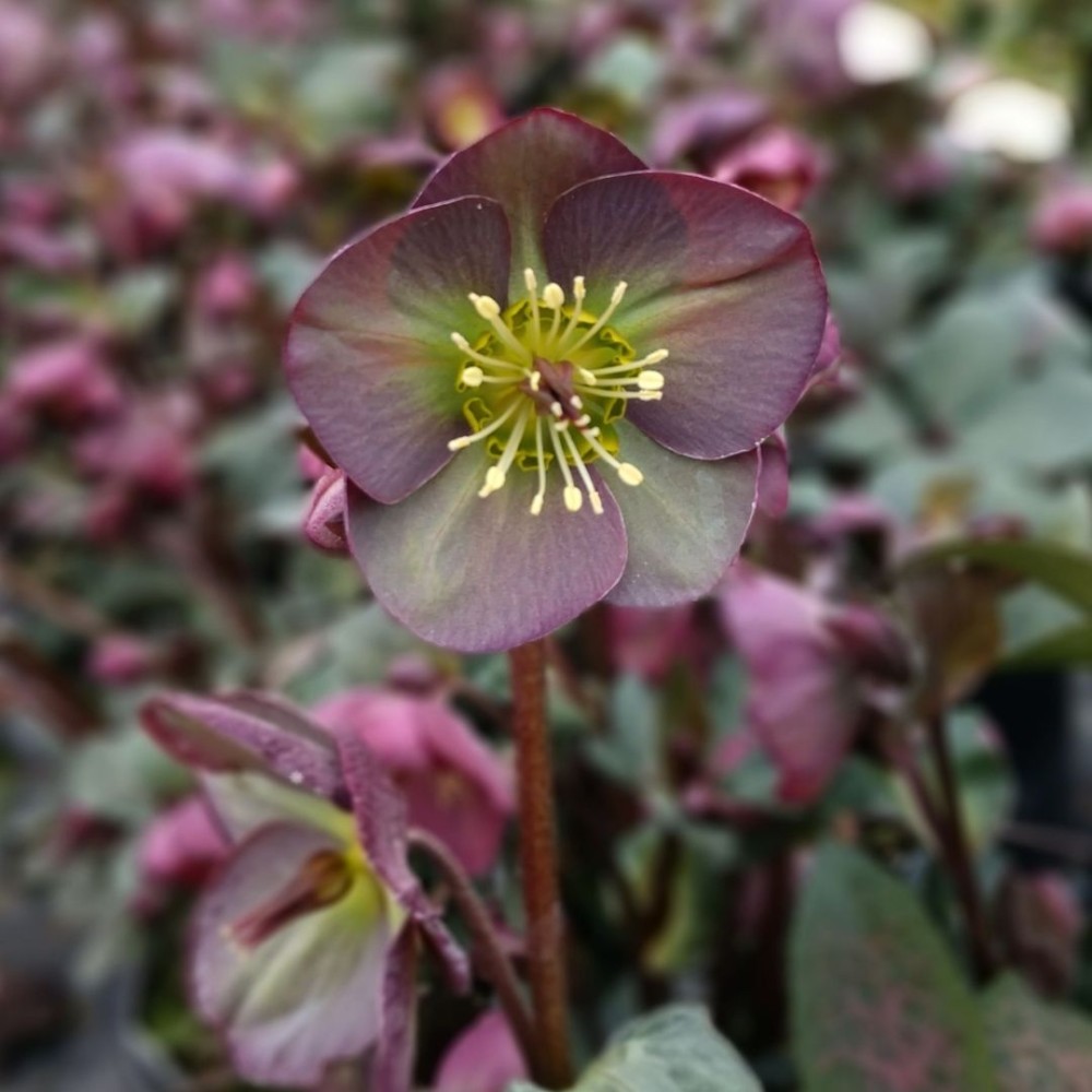 Helleborus / Eleboras FROSTKISS DANA'S DULCET