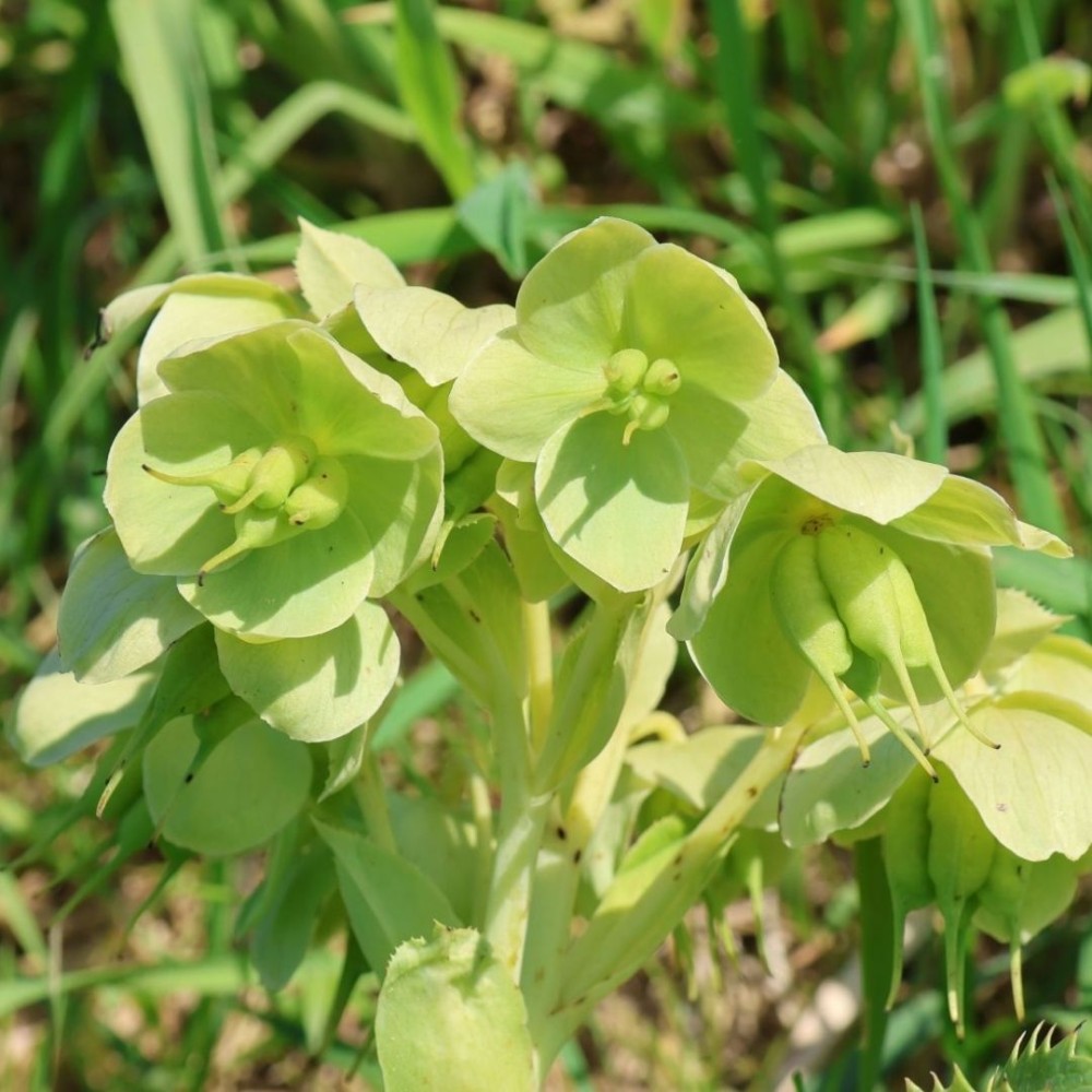 Helleborus / Eleboras GREEN DWARF 