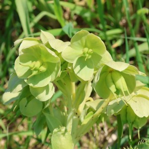Helleborus / Eleboras GREEN DWARF 