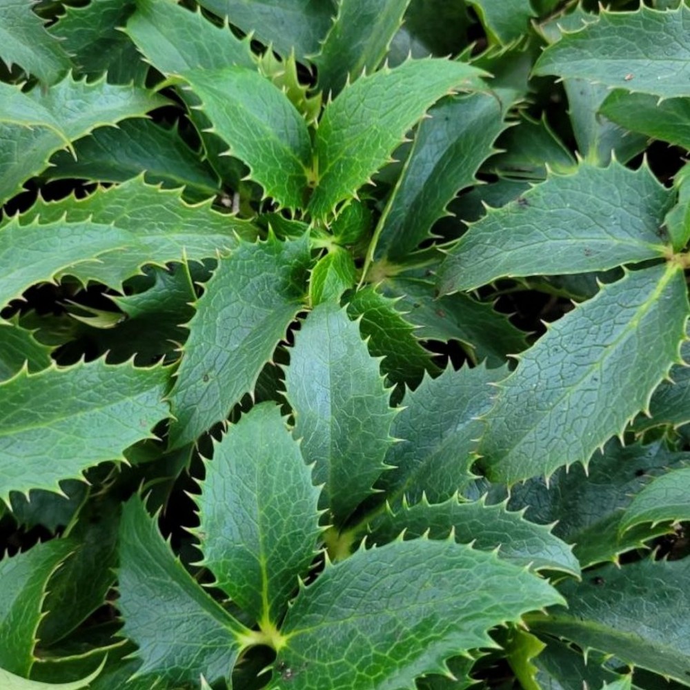 Helleborus / Eleboras GREEN DWARF 