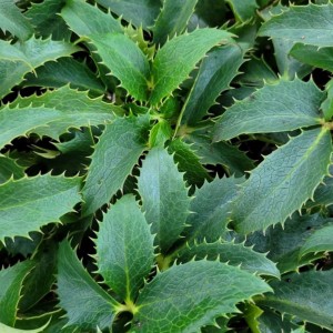 Helleborus / Eleboras GREEN DWARF 