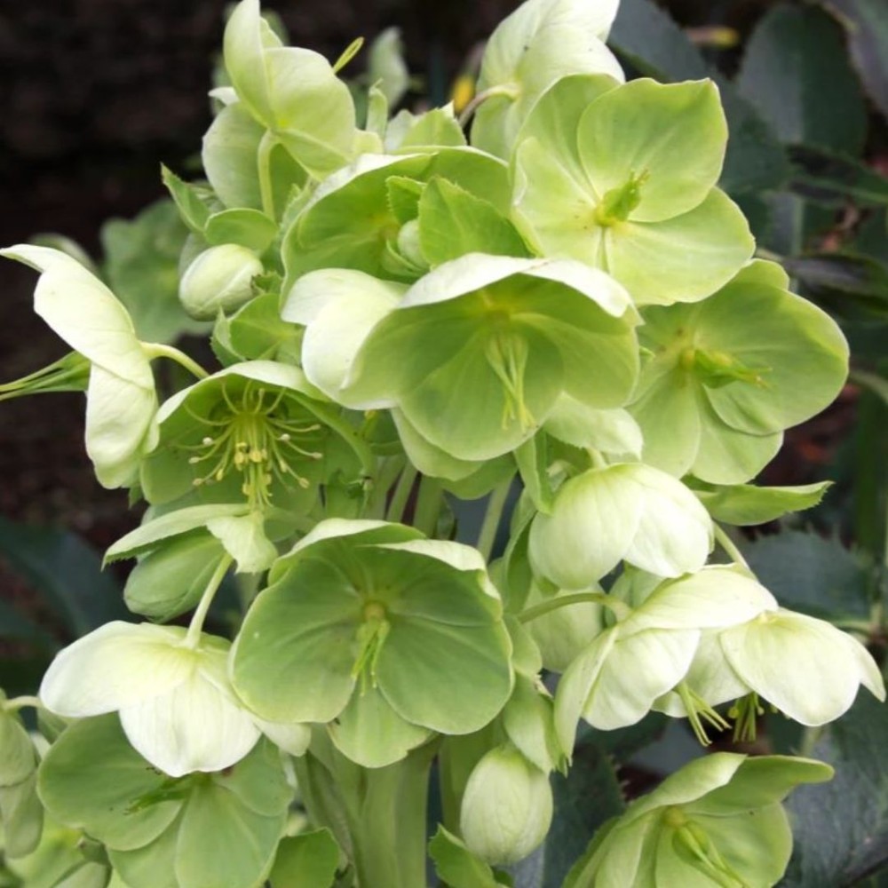 Helleborus / Eleboras GREEN DWARF 
